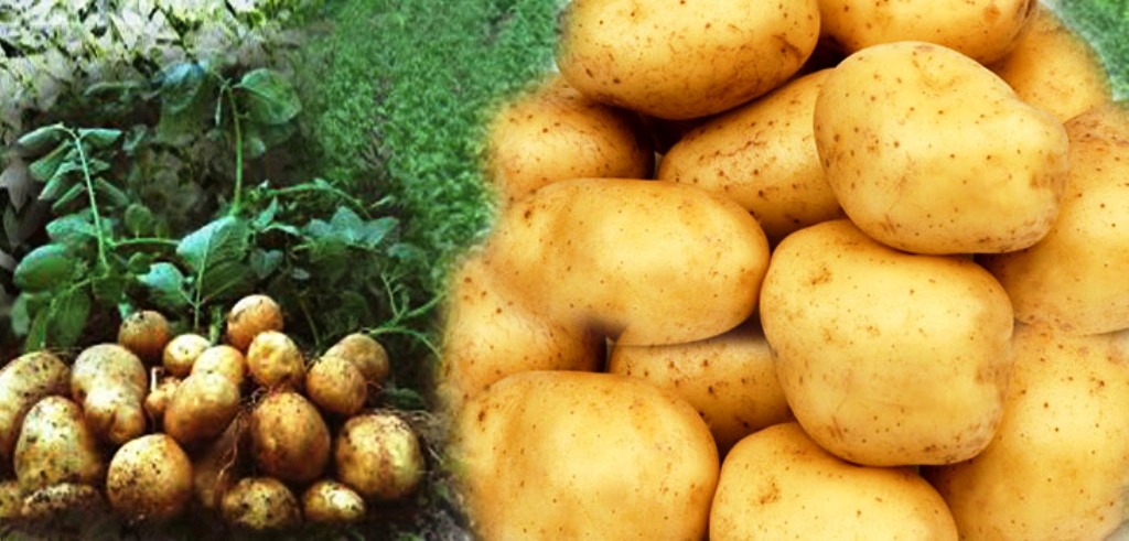 आलु उत्पादन वृद्धिसँगै भाउ राम्रो पाएपछि किसान हर्षित