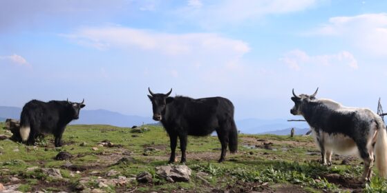 लोभलाग्दो चौरीपालन, किसानको आकर्षण बढ्दै (फोटो फिचर)