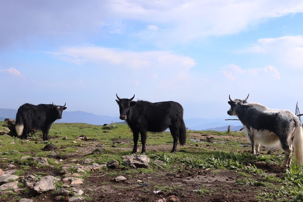 लोभलाग्दो चौरीपालन, किसानको आकर्षण बढ्दै (फोटो फिचर)