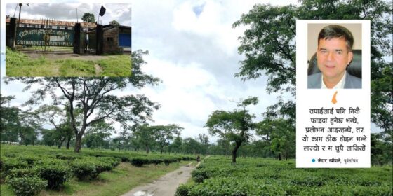 गिरीबन्धु बगानको ३४० बिघामाथि ‘चलखेल’,भूमाफियाको सञ्जालद्वारा गिरीबन्धु टि–इस्टेटको जमिन बिक्रीवितरण सुरु