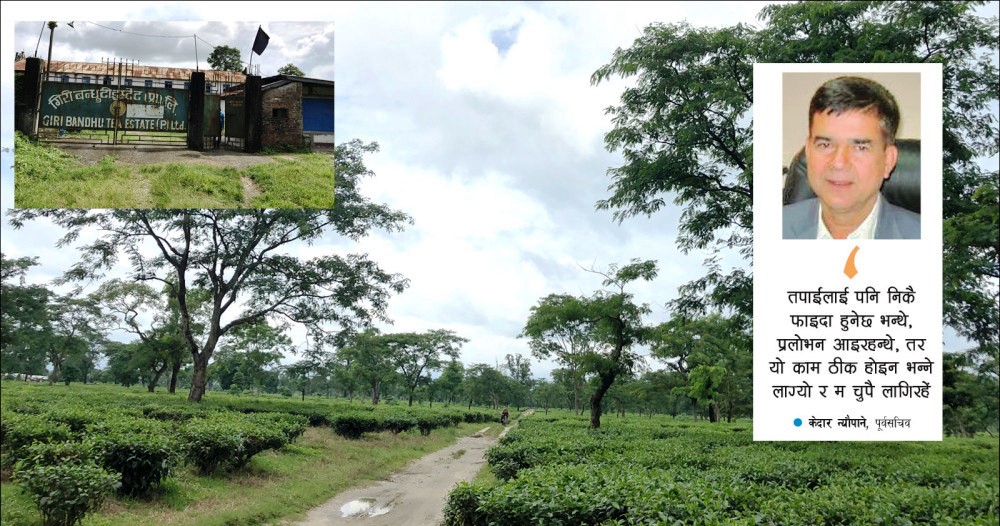 गिरीबन्धु बगानको ३४० बिघामाथि ‘चलखेल’,भूमाफियाको सञ्जालद्वारा गिरीबन्धु टि–इस्टेटको जमिन बिक्रीवितरण सुरु