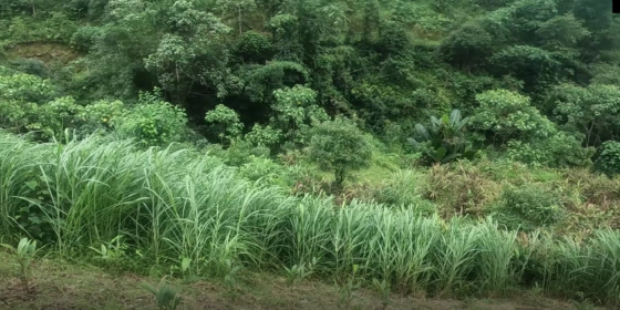 सुपर नेपियर घाँस खेतीमा किसानको आकर्षण 
