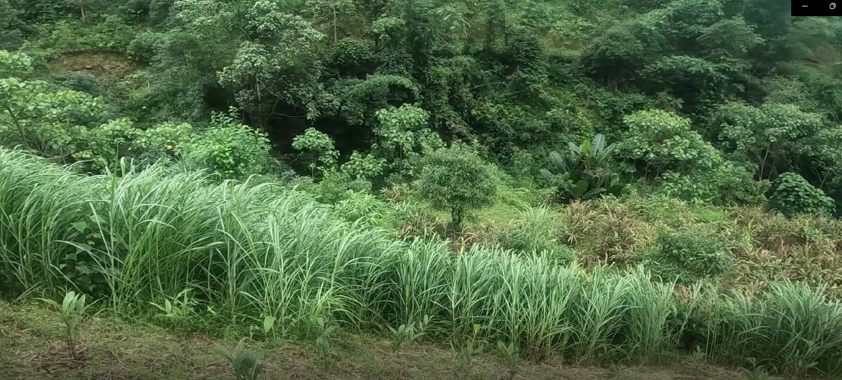 सुपर नेपियर घाँस खेतीमा किसानको आकर्षण 