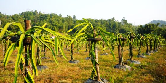 इलाममा ड्रागन फ्रुटको खेती विस्तार हुँदै