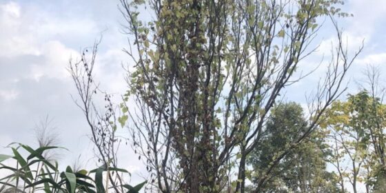 सलकपुरमा मासियो सुन्तला, बिकल्प खोज्दै किसान