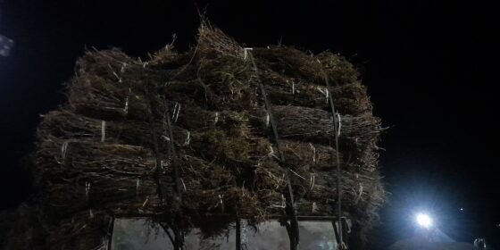 चिराइतोको मूल्य बढेपछि इलामका किसान उत्साहित, प्रतिमत ५४ हजार पुग्यो