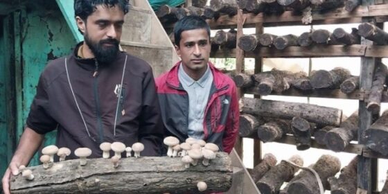च्याउखेतीमा भविष्य खोज्दै प्याङका काफ्ले दाजुभाइ