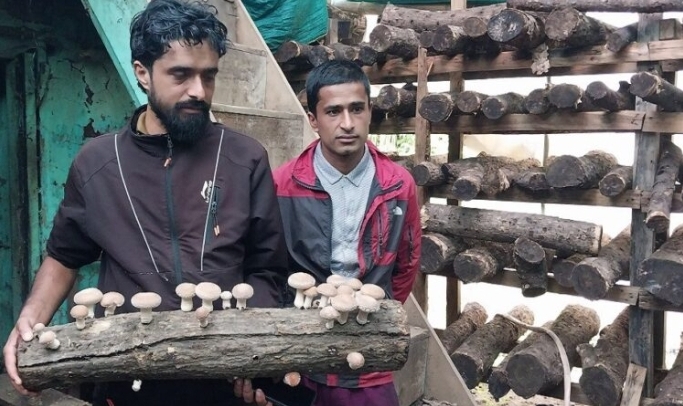च्याउखेतीमा भविष्य खोज्दै प्याङका काफ्ले दाजुभाइ