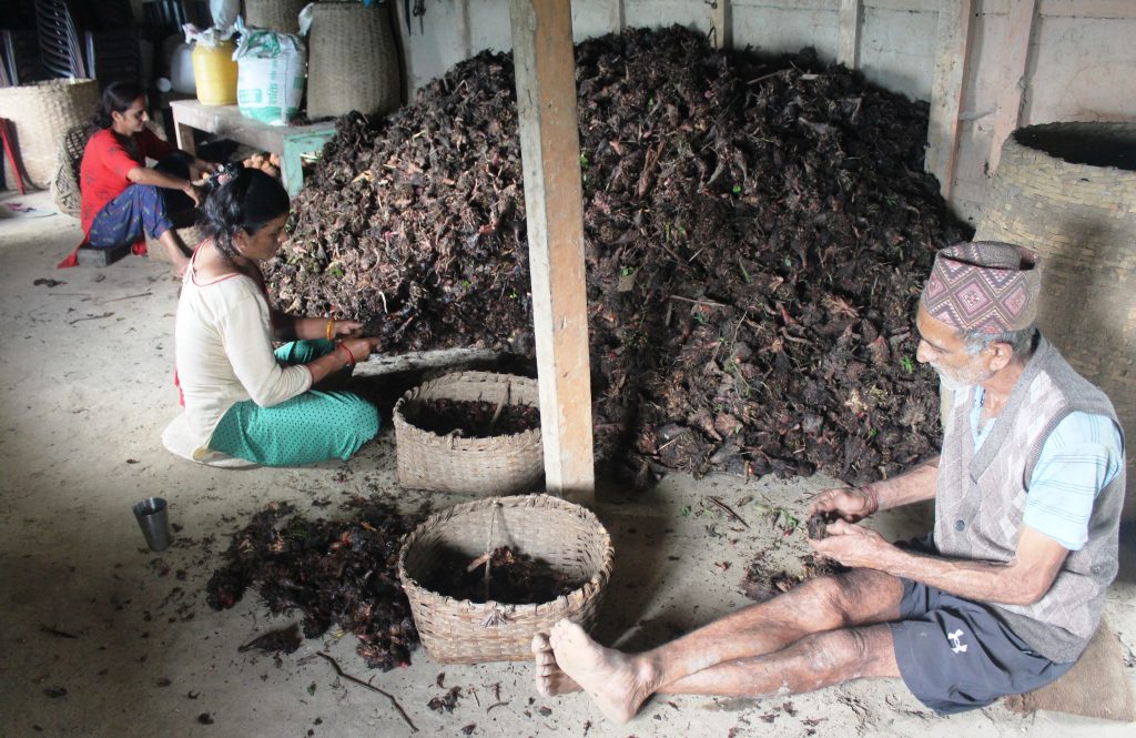 अलैँचीको निर्यात ६० प्रतिशतले बढ्यो