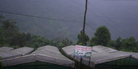 इलामका किसान टनेलमा तरकारी खेती गर्दै
