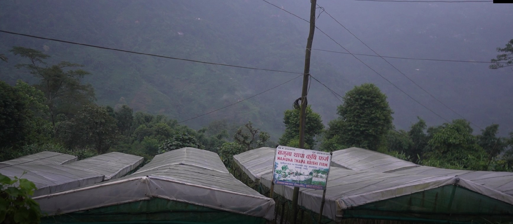इलामका किसान टनेलमा तरकारी खेती गर्दै