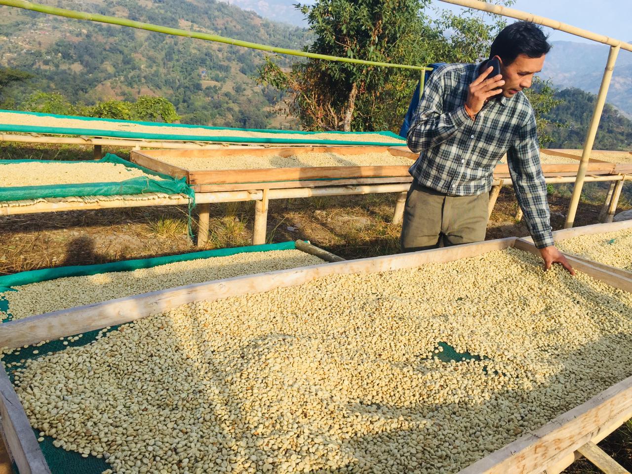 कफीबाट कमाउँदै माङसेबुङका किसान