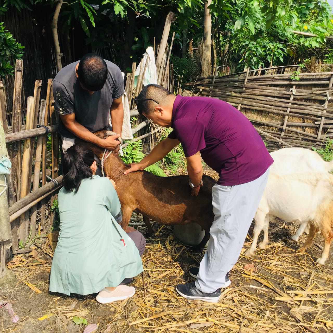 चुलाचुलीमा अभियान संचालन गरेर ४३ हजार पशुलाई खोप