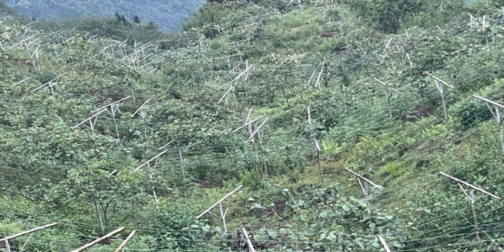 इलाममा किबी र लोठसल्ला खेतीमा रमाएका युवा