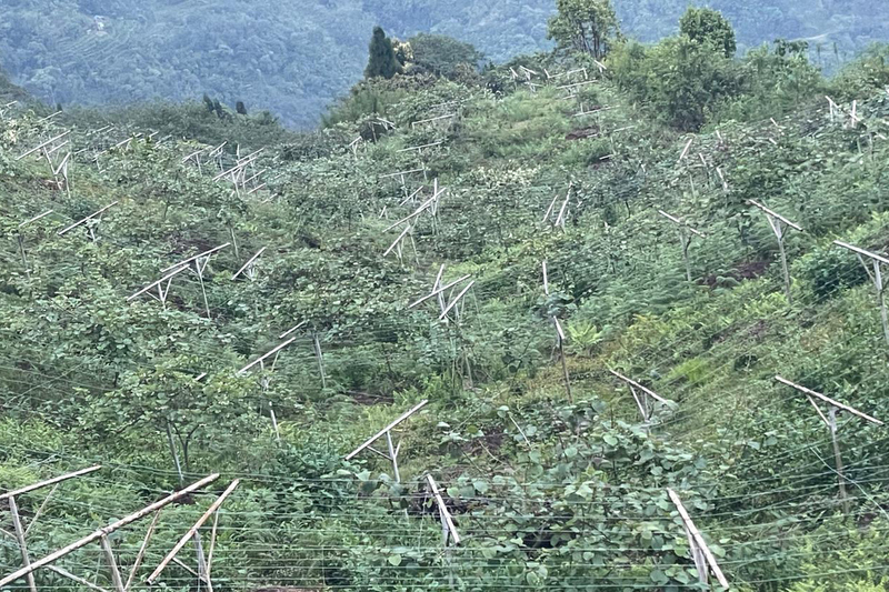 इलाममा किबी र लोठसल्ला खेतीमा रमाएका युवा