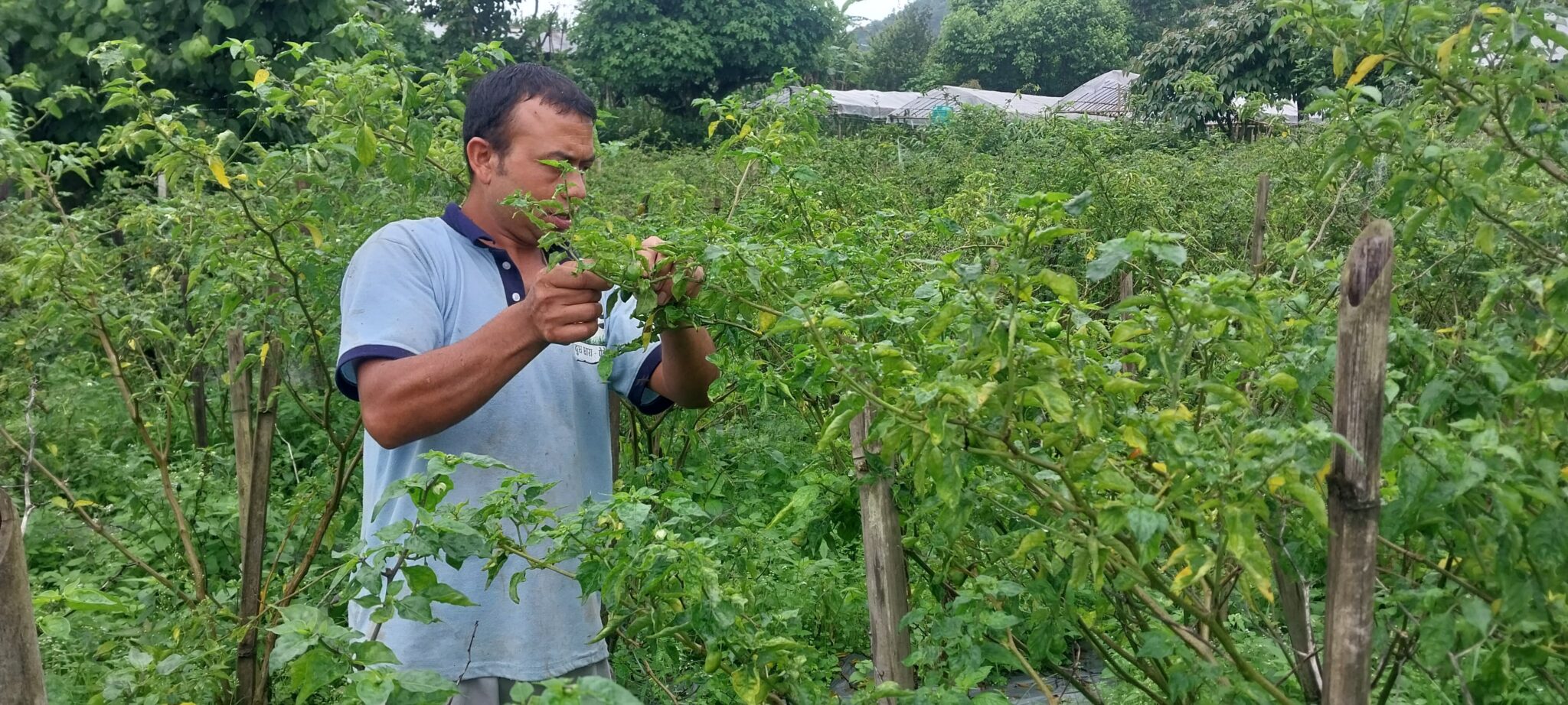 विदेशबाट फर्केर अकबरे खेतीमा रमाउँदै माङसेबुङका खड्गबहादुर