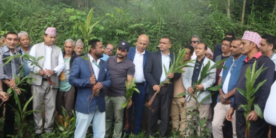 पूर्वी पहाडमा अलैंची पुनःरोपण अभियान सञ्चालन, किसान उत्साहित