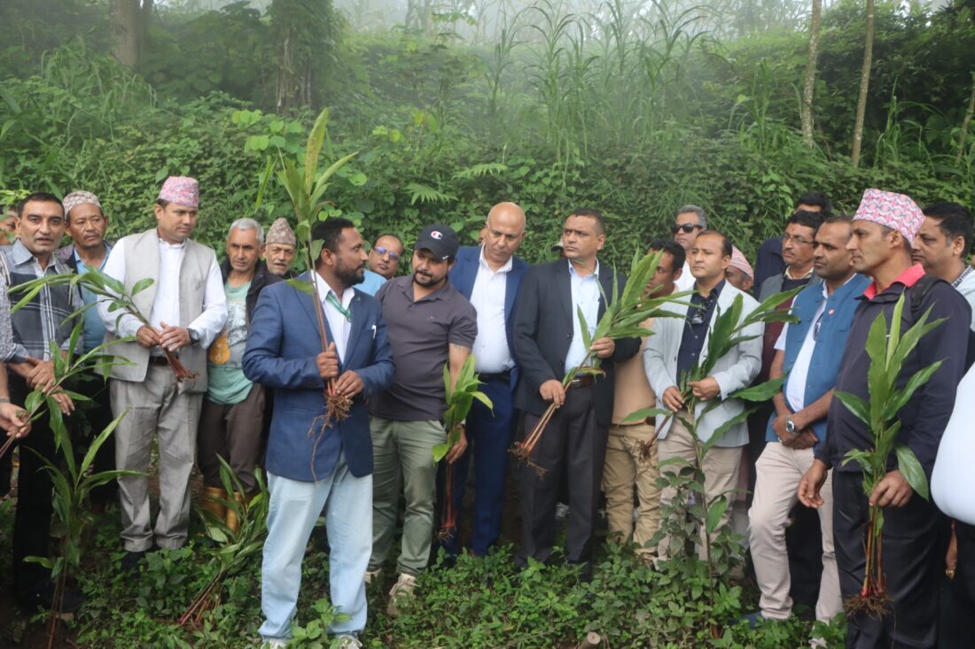 पूर्वी पहाडमा अलैंची पुनःरोपण अभियान सञ्चालन, किसान उत्साहित