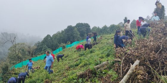 विद्यालयको बाँझो जमिनमा रोपियो १७ हजार चियाको बिरुवा