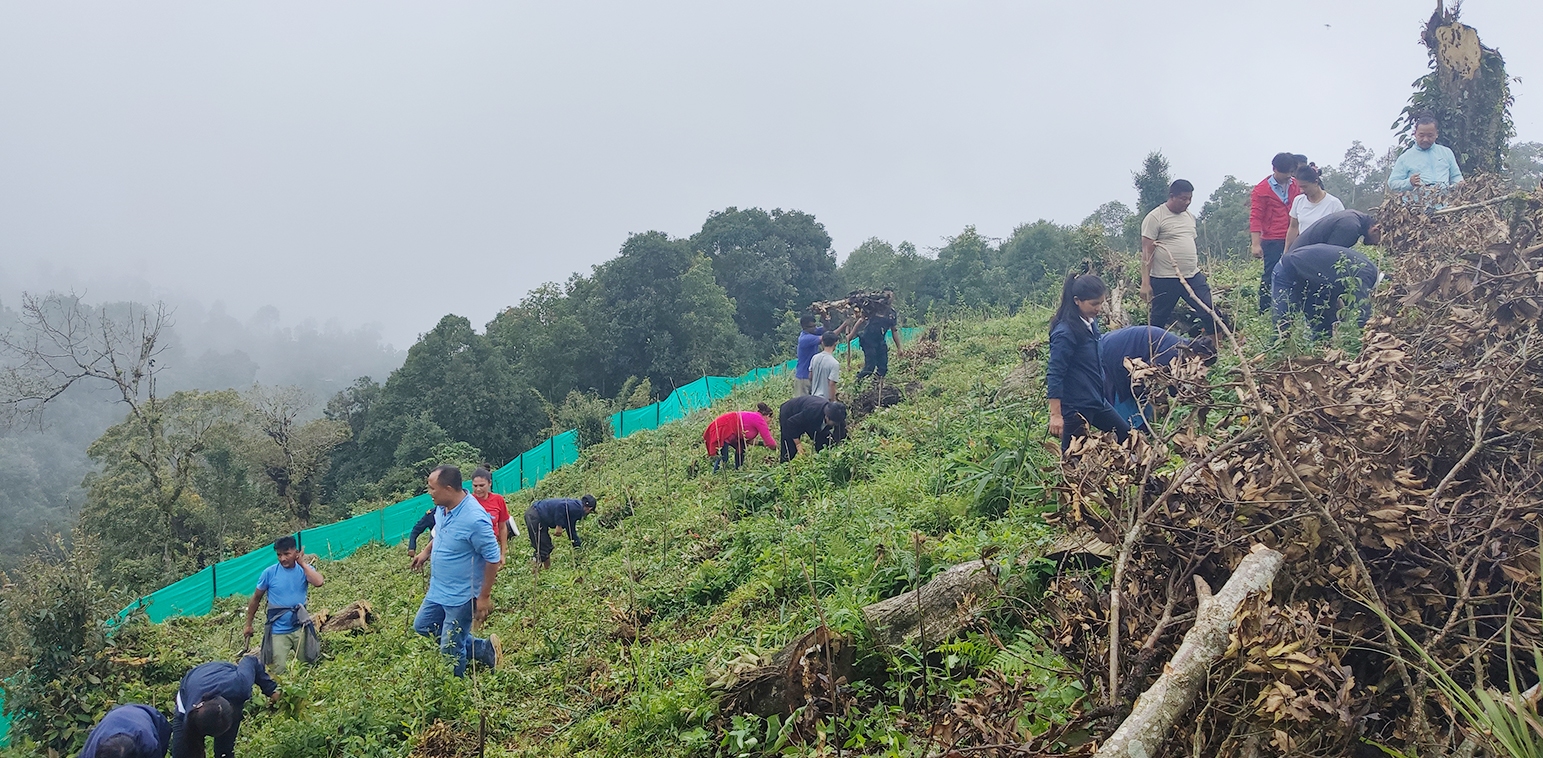 विद्यालयको बाँझो जमिनमा रोपियो १७ हजार चियाको बिरुवा