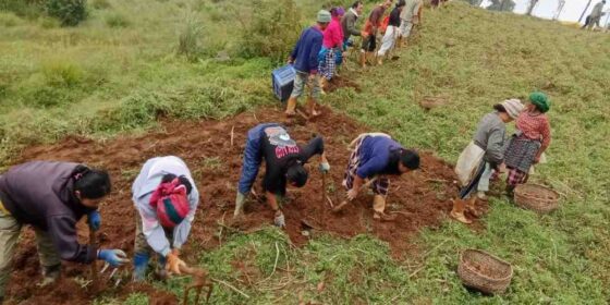 आलु विकास केन्द्रमा आलु खनिँदै