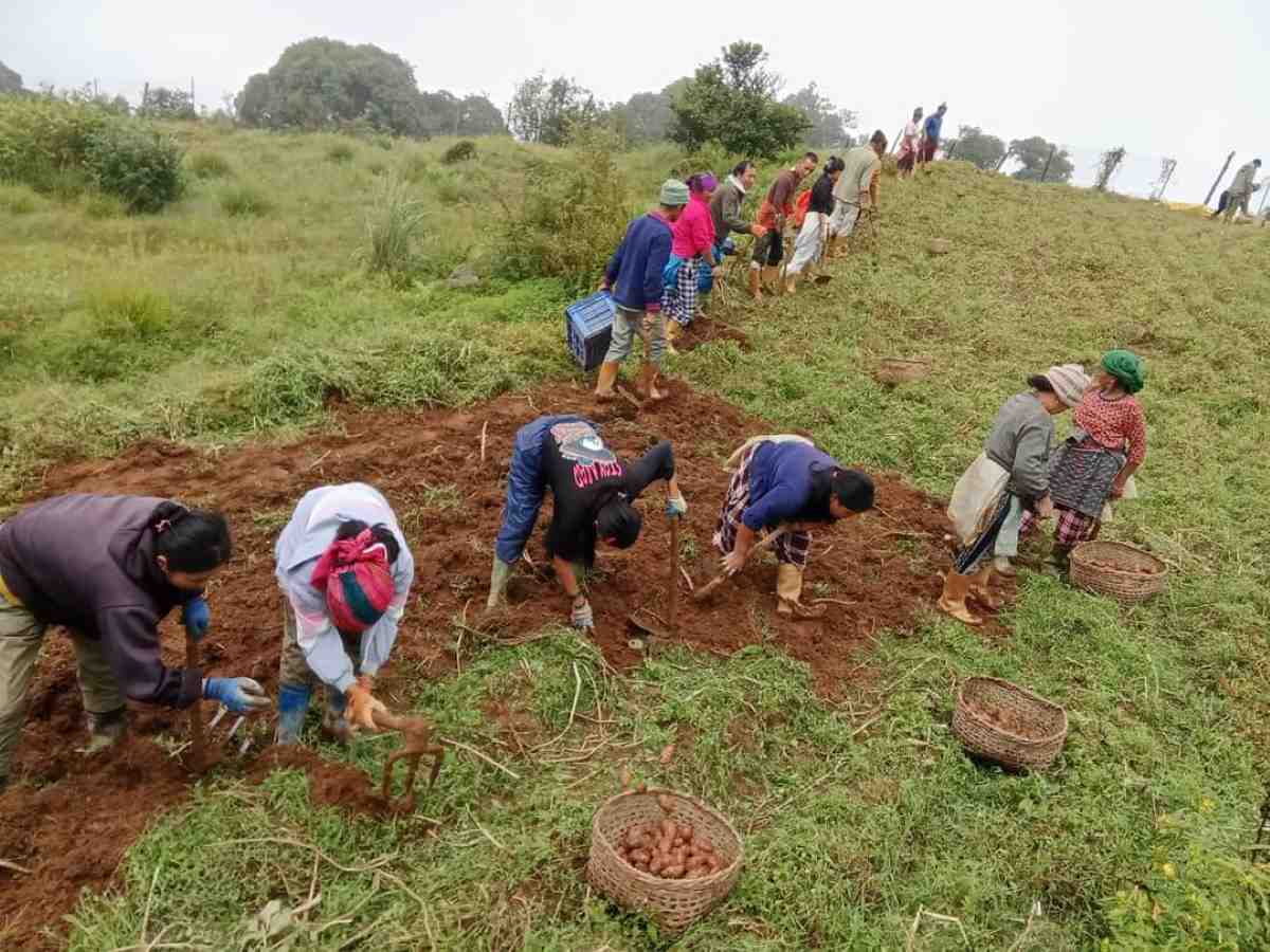 आलु विकास केन्द्रमा आलु खनिँदै