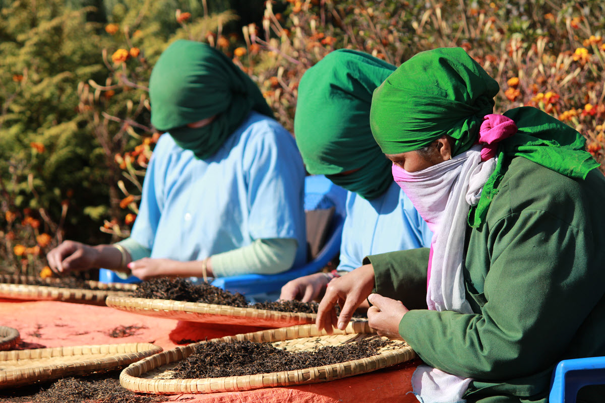 दुई अर्ब ९५ करोड बराबरको चिया निर्यात