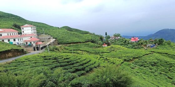 साउनमा ९४ करोडको चिया र कफी निर्यात