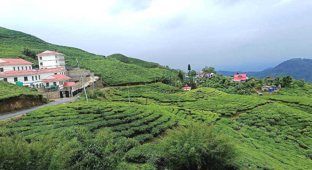 साउनमा ९४ करोडको चिया र कफी निर्यात