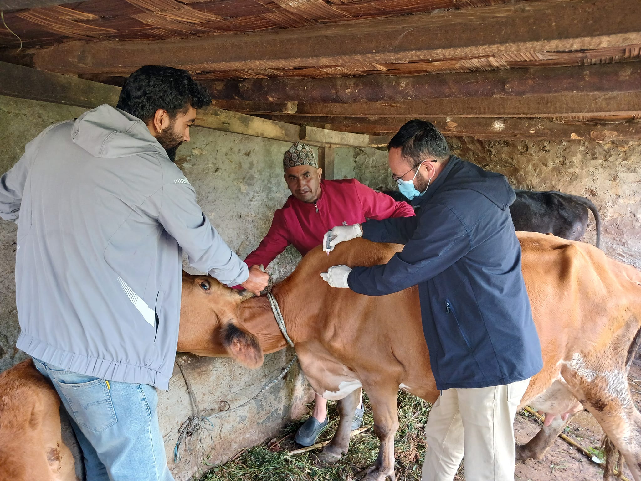 सन्दकपुर गाउँपालिकामा खोरेत रोग नियन्त्रण अभियान (तस्बिरहरु)