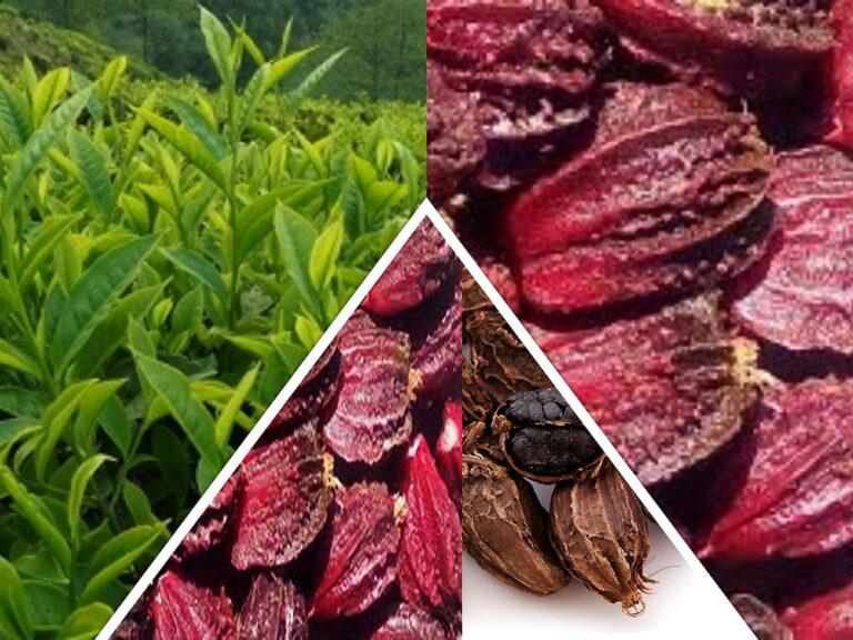 चिया निर्यात बढ्यो, अलैँची घट्यो