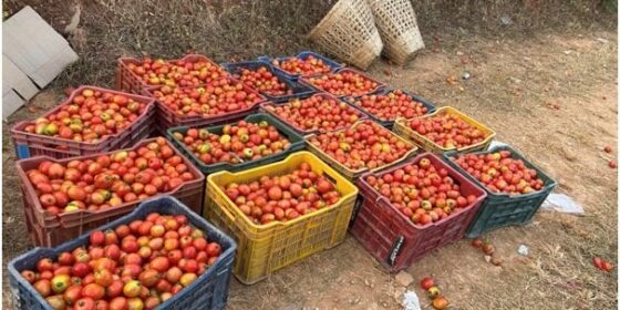 इलामबाट बिर्तामोड लगिएको टमाटरमा अत्यधिक विषादी, खान अयोग्य