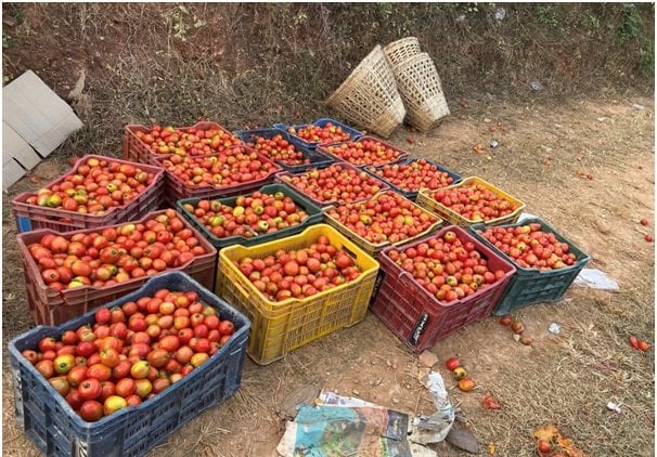 इलामबाट बिर्तामोड लगिएको टमाटरमा अत्यधिक विषादी, खान अयोग्य