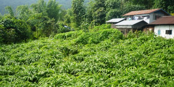 खाध्यबाली छोडेर अलैची खेतीमा आकर्षित छन्, किसान
