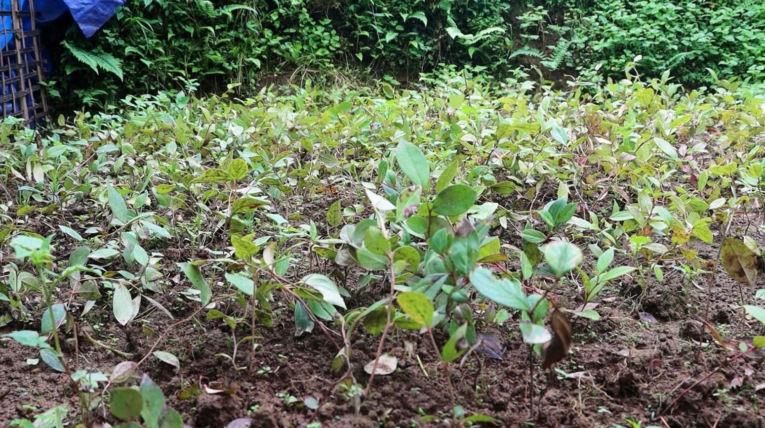 जंगलमा पाइने जडिबुटी धसिंगारेको इलाममा व्यवसायीक खेती