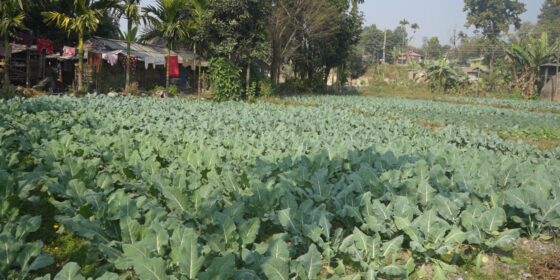 चुलाचुलीका किसान तरकारी खेतीमा आकर्षित (तस्बिरहरु)
