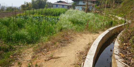 सिँचाइ सुविधापछि तीन बाली खेती