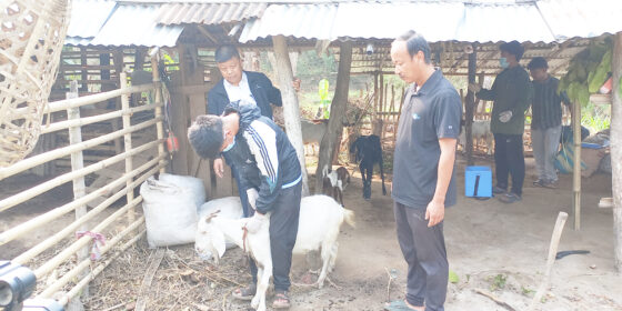 चुलाचुलीका कृषकको मुख्य पेसा पशुपालन