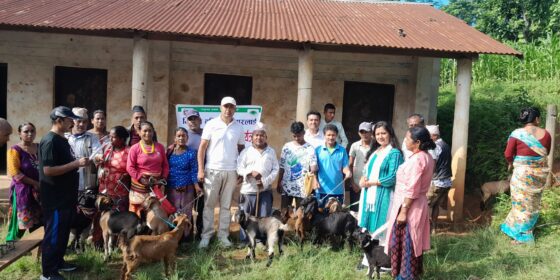 इनपा-९ द्वारा बिपन्न दलित परिवारलाई बाख्राको पाठी वितरण