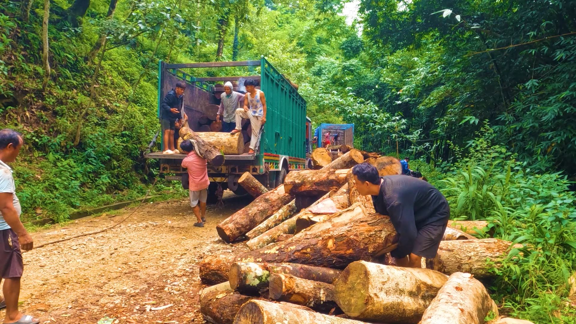 निजी वन इलामको अर्थतन्त्रको माध्यम (तस्बिरहरु) 