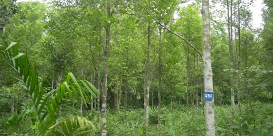 इलाममा  बहुमुल्य अगरवूड खेती बिस्तार हुँदै, डिभिजन वन कार्यालयको सहयोग 