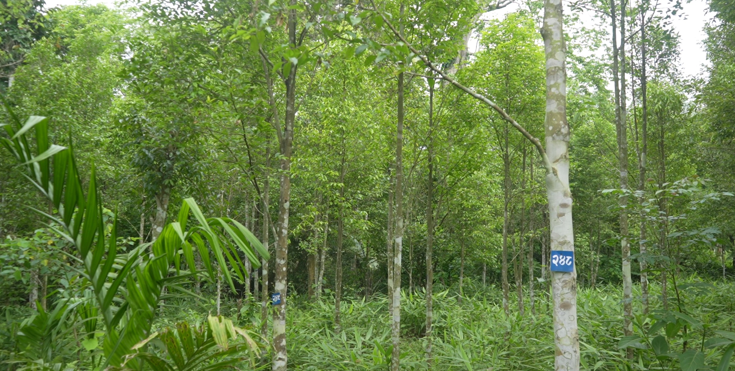 इलाममा  बहुमुल्य अगरवूड खेती बिस्तार हुँदै, डिभिजन वन कार्यालयको सहयोग 