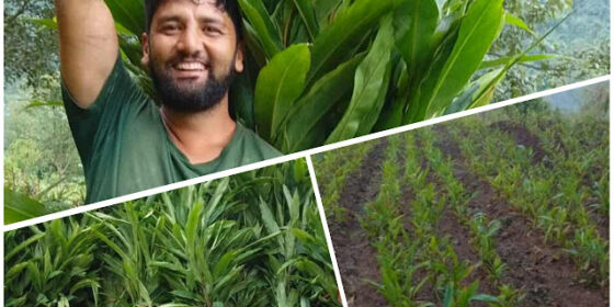 गाउँमै सुन फलाउँदै प्रदीप : मेहनतको फल अलैंची