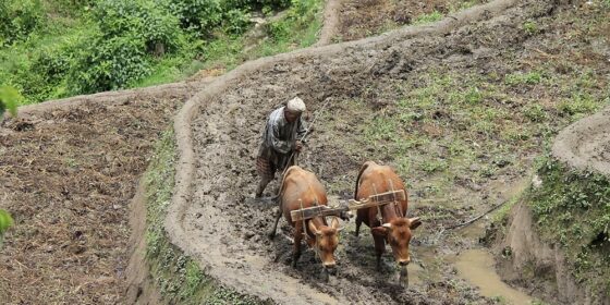 सिँचाइ अभाव हुँदा आकासे पानीको भरमा इलामका किसान