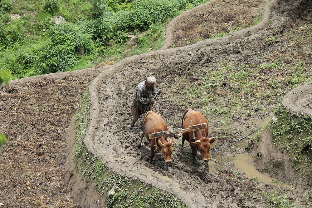 सिँचाइ अभाव हुँदा आकासे पानीको भरमा इलामका किसान