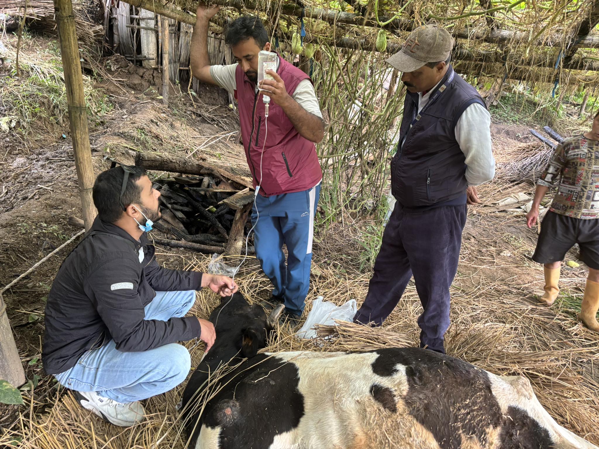 विपद्पछि इलामका पशुहरुको उपचारका लागि घुम्ति टोली (तस्बिरहरु) 