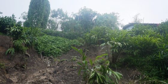 अशोज १८ :  वर्षातपछिको बाढी पहिरोले सयौँ रोपनी अलैँची बगान नष्ट, चिन्तामा किसान  (तस्बिरहरु)  