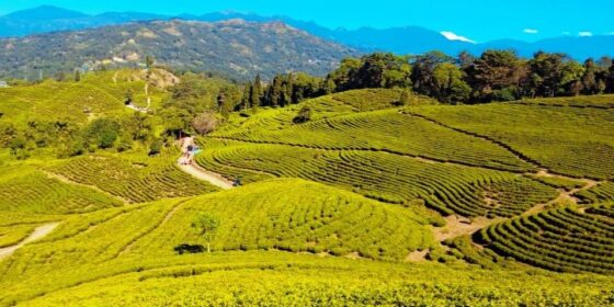 आहा ! इलामको अर्को चिया बगान पानीटार