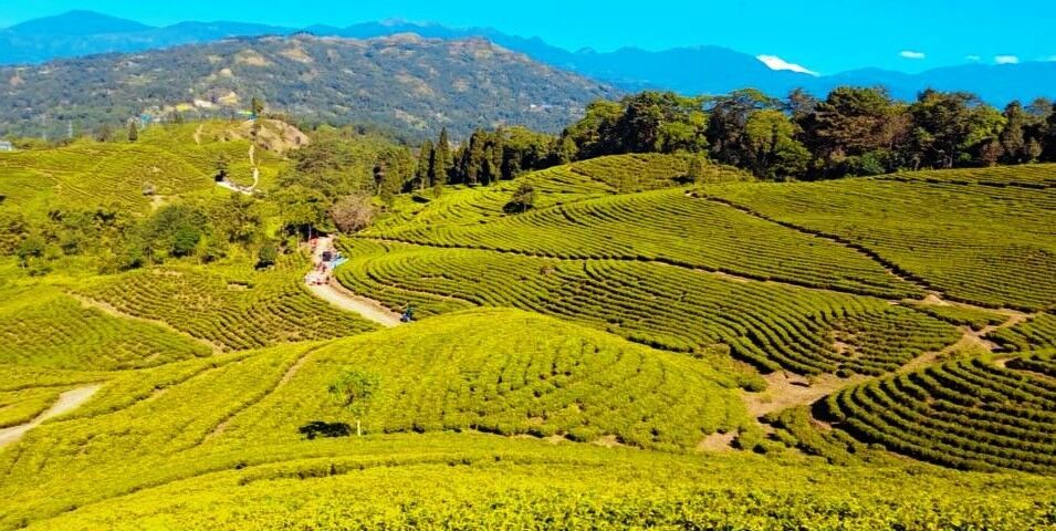 आहा ! इलामको अर्को चिया बगान पानीटार