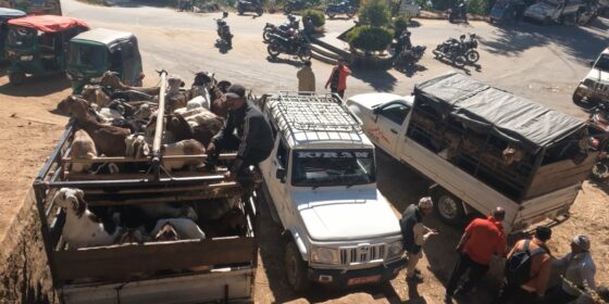 इलाममा खसिबोकाको खरिदबिक्रि बढ्यो (तस्बिरहरु) 